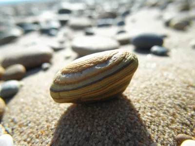 Illustration lithic - Image 1