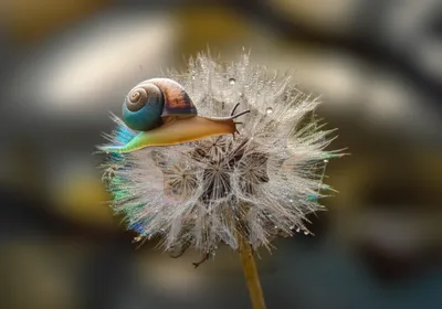 Illustration slow - Image 1