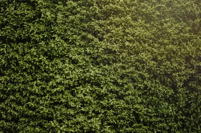 Illustration hedges - Image 2