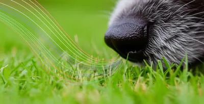 Illustration scents - Image 1