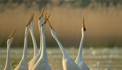 Illustration cranes - Image 1