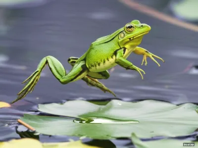 Illustration frogs - Image 1