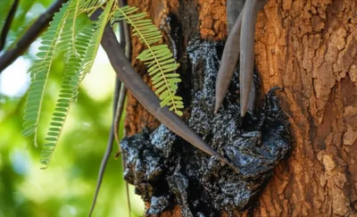 Illustration acacias - Image 1