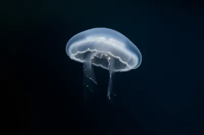 Illustration ghost - Image 1