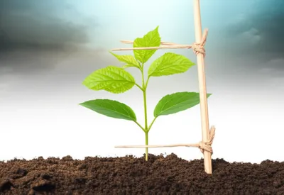 Illustration stabilization - Image 1