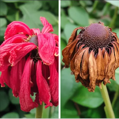 Illustration extenuate - Image 1