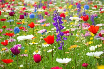 Illustration daisy - Image 1