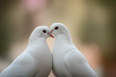 Illustration bill - Image 1