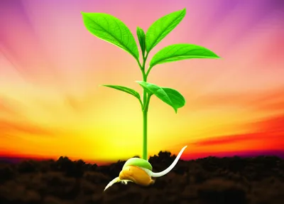 Illustration accelerates - Image 1