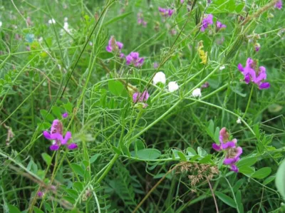 Illustration tines - Image 1