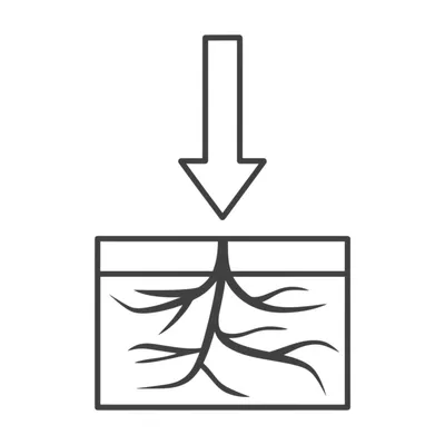 Illustration root - Image 1