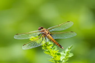 Illustration complicated - Image 1