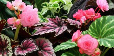 Illustration begonias - Image 1