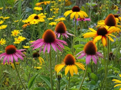 Illustration coneflowers