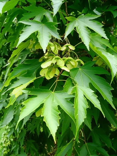 Illustration maple - Image 1