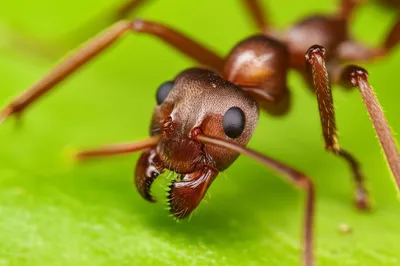 Illustration magnifying - Image 1