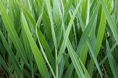 Illustration rhea - Image 1