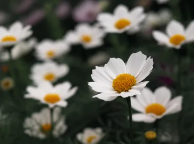 Illustration appeared - Image 1