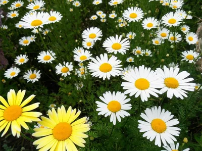 Illustration oxeyes - Image 1