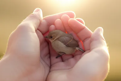 Illustration coddled - Image 1