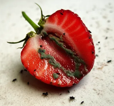 Illustration spoils - Image 1