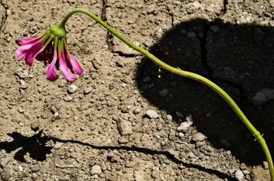 Illustration bereaved - Image 1