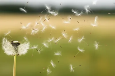 Illustration scattering