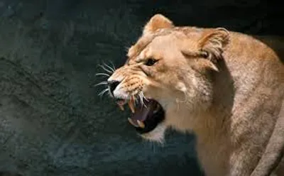 Illustration snarl - Image 2