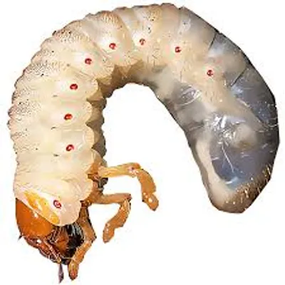 Illustration grub - Image 2