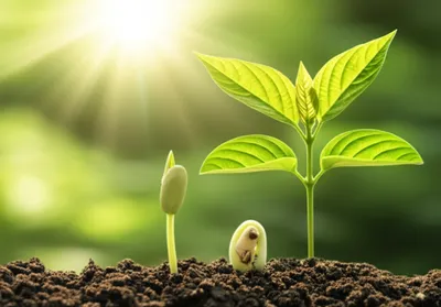 Illustration doubling - Image 1