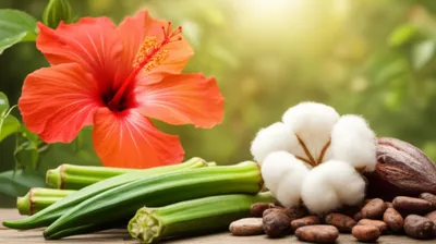 Illustration malvaceous