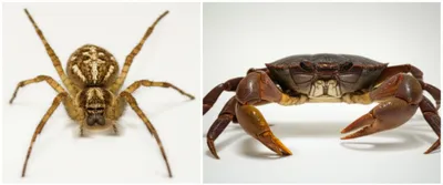 Illustration cephalothorax