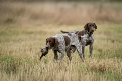 Illustration backing - Image 1