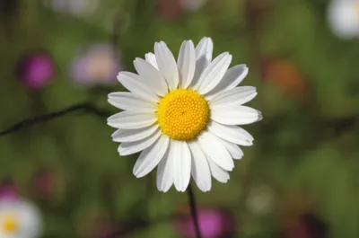 Illustration oxeyes - Image 1