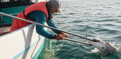 Illustration gaff - Image 1