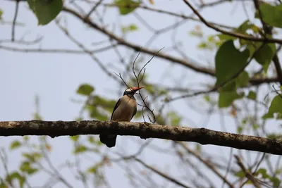 Illustration pied - Image 2