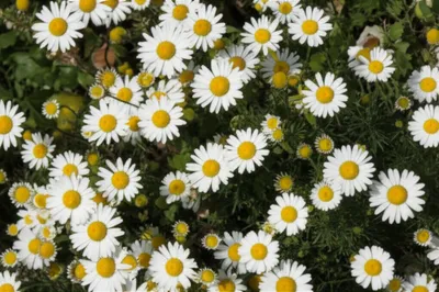 Illustration oxeye - Image 1