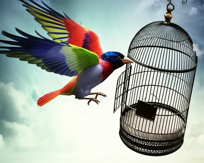 Illustration loosened - Image 1