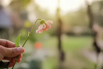 Illustration affected - Image 1