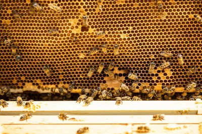 Illustration skips - Image 1