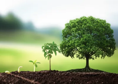 Illustration developments - Image 1