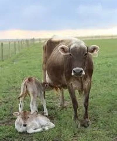 Illustration freshen - Image 2