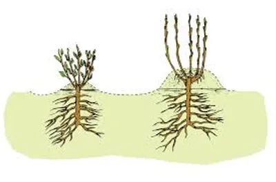 Hình ảnh minh họa stool - Ảnh 2