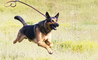 Illustration unleash - Image 1