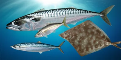 Illustration tinker - Image 1