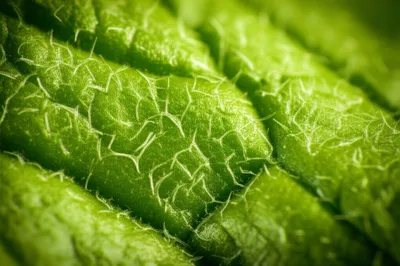 Illustration trichomes