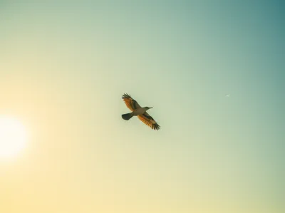 Illustration unrestricted