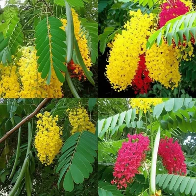 Illustration cassia - Image 1