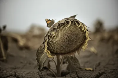 Illustration languor - Image 1