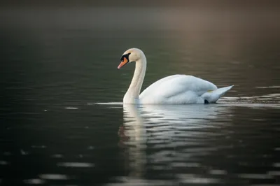 Illustration svelte - Image 1